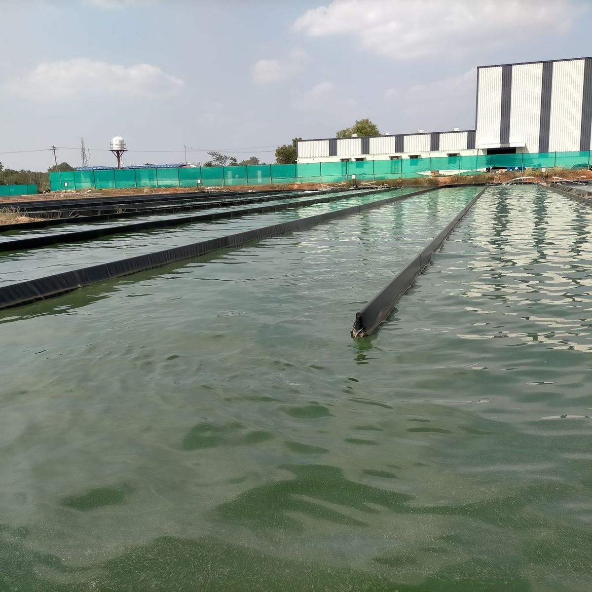 Spirulina raceway ponds in operation