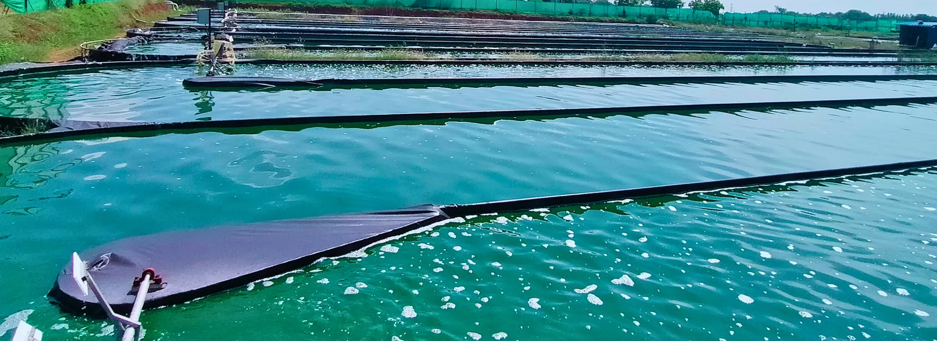 Large-scale spirulina cultivation ponds at Nutrialgo's certified organic farm in Karaikudi, Tamil Nadu.