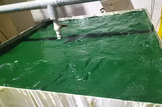 Fresh organic spirulina puree being processed at Nutrialgo's production facility in Karaikudi, Tamil Nadu.