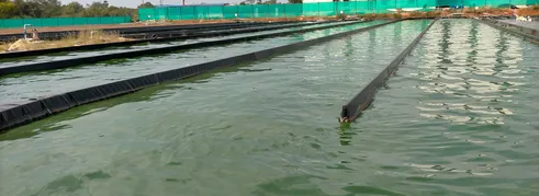 Nutrialgo spirulina cultivation ponds in Karaikudi Tamil Nadu with traceable spirulina production