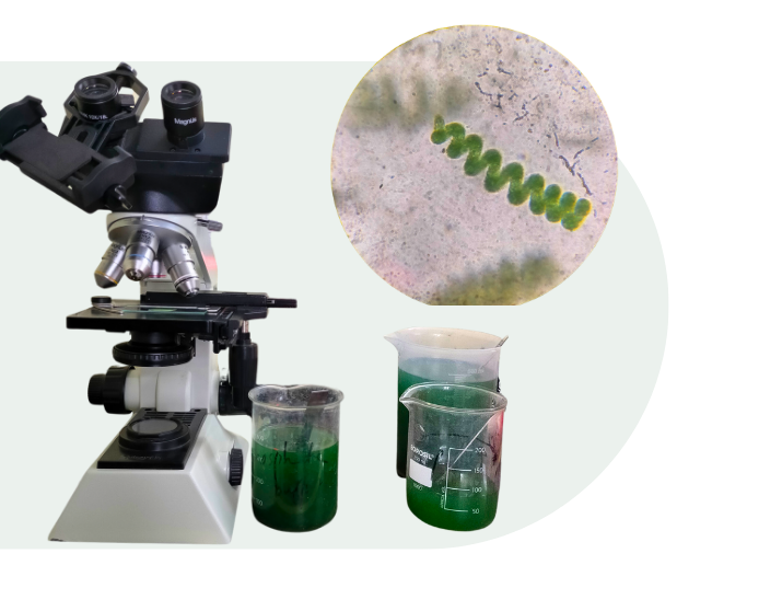 Microscopic spirulina analysis and laboratory quality testing conducted by Nutrialgo's research and development team