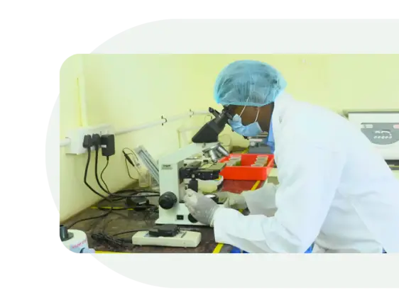 Laboratory technician conducting microscopic quality analysis of spirulina samples at Nutrialgo quality control laboratory.
