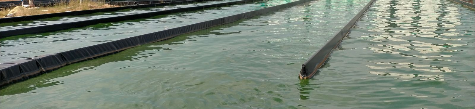 Nutrialgo spirulina cultivation ponds at the Karaikudi manufacturing facility supporting sustainable contract manufacturing and private label services.