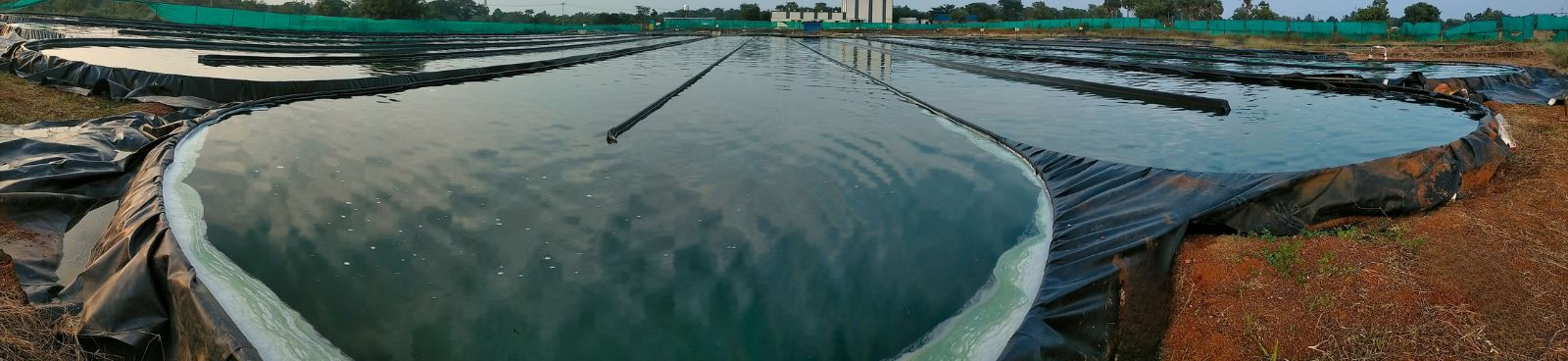 Spirulina cultivation ponds at Nutrialgo facility in Karaikudi, Tamil Nadu