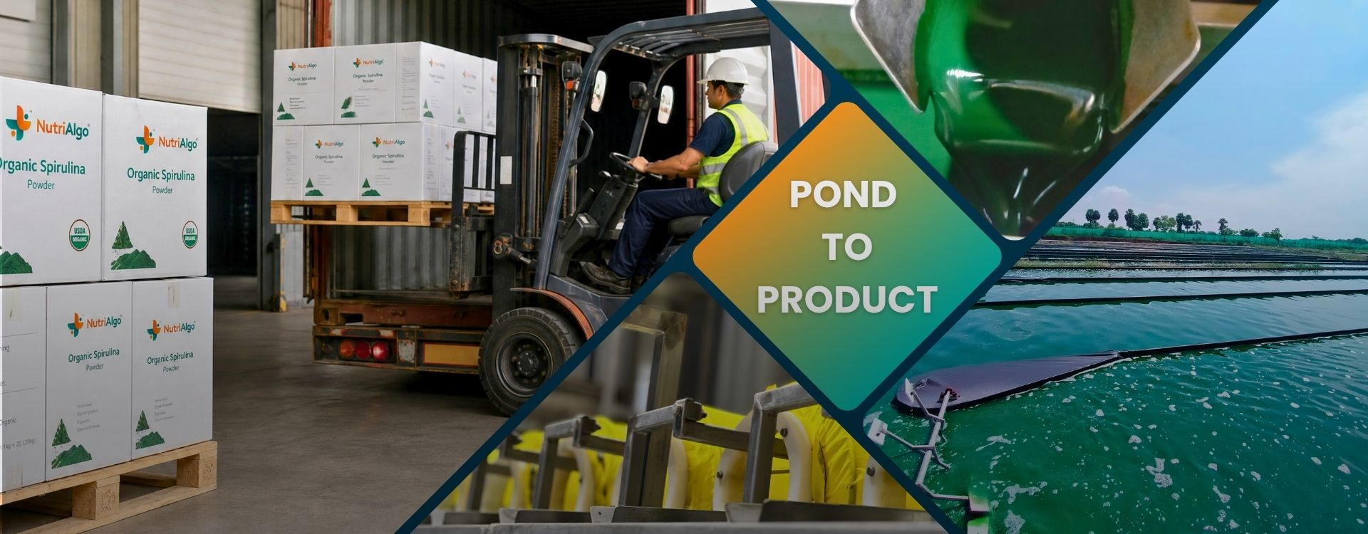 Organic Spirulina Manufacturing Facility Organic spirulina manufacturing facility showing packaging, production, fresh spirulina cultivation ponds and logistics at Nutrialgo