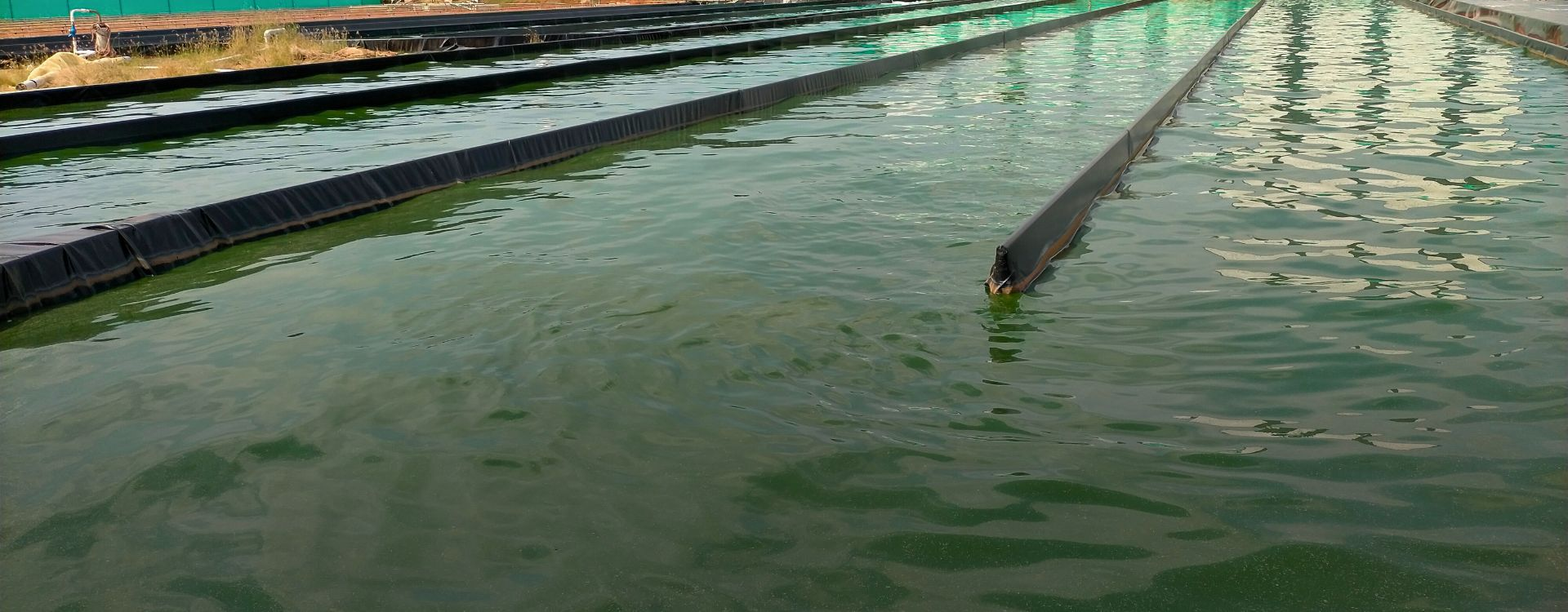 Organic Spirulina Cultivation Ponds - Nutrialgo Organic spirulina cultivation ponds at Nutrialgo's production facility in Karaikudi, Tamil Nadu